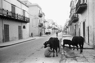 Sicilia, 068-315-48 Mungitura in strada, 1962 Partinico (Italia)