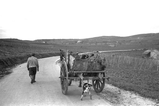 Sicilia, 002-052-36
1962
(Sicilia) (Italia)