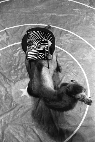 Alias al Circo Medini, 021-032-16
Prodotti Alias, 1988
Circo Medini, Milano (Italia)