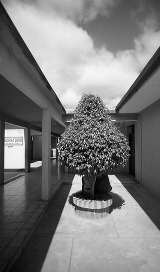 Bolivia, 104-011-08
Due persone sotto a un albero in mezzo al cortile dell'ospedale , 2010
Ospedale Municipale, Camiri (Bolivia)